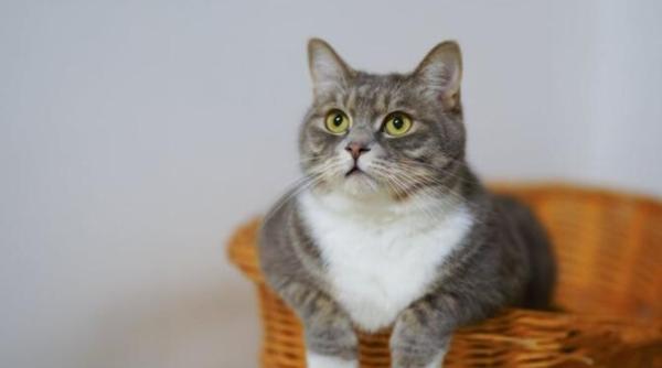 torsul pisicii efecte terapeutice majore asupra omului