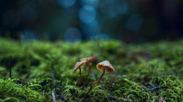 ciupercile halucinogene ca medicament psihedelicele pot fi urmatorul tratament inovator