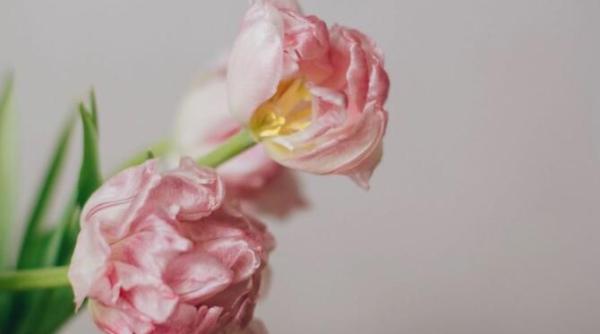 mesaje 8 martie 2022 urari pentru mame sotie soacre colege