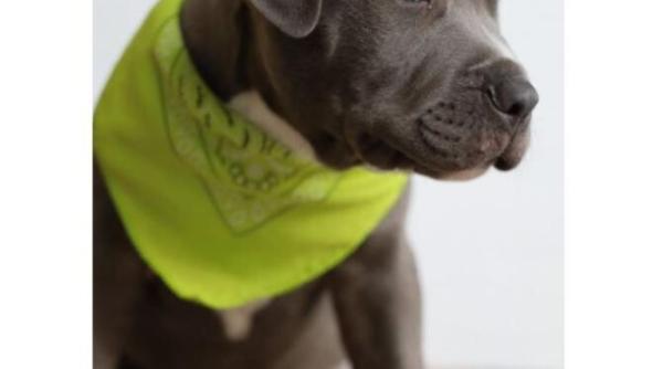 o femeie a filmat ce reactie are cainele sau atunci cand ii spune ca e frumos