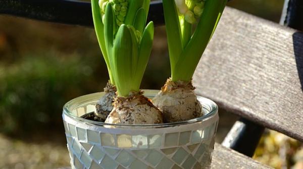 cum plantezi bulbii florilor din ghiveci primite de 8 martie