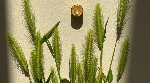 ce este iarba de orz tot ce trebuie sa stii inainte sa o consumi