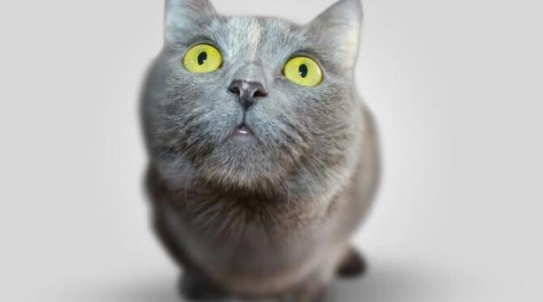 de ce scuipa pisicile