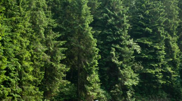 de ce ar trebui sa faci o plimbare dupa ce mananci