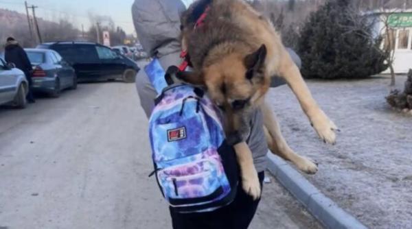 gest emotionant o refugiata din ucraina si a carat cainele batran in spate 17 kilometri el a tra it cu noi toate momentele fericite s i triste
