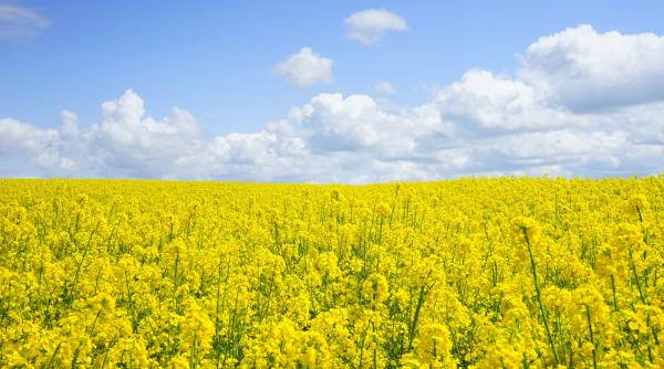 motivul pentru care alergiile tale de primavara vor aparea mai vreme anul acesta