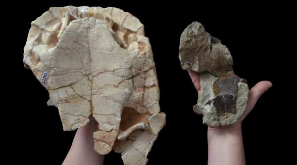 o noua specie de testoasa care a supravietuit asteroidului responsabil de extinctia dinozaurilor a fost descoperita in transilvania