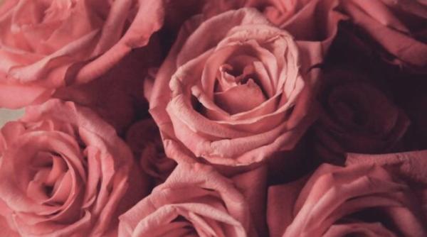 astazi sarbatorim ziua plantarii unei flori