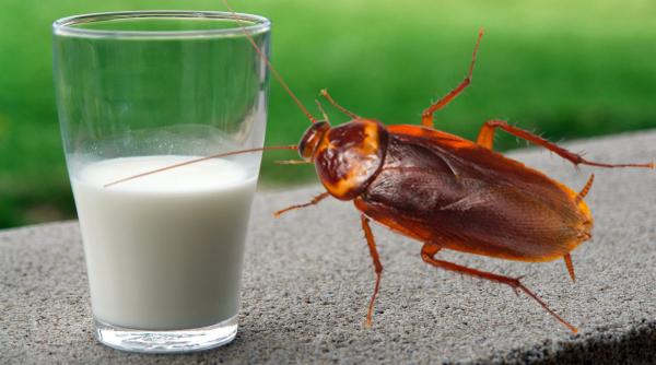 ai bea asa ceva laptele de gandac ar putea ajunge pe mesele noastre are de 4 ori mai multe proteine ca laptele de vaca