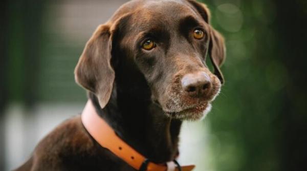 stiinta confirma cainii pot mirosi oamenii rai