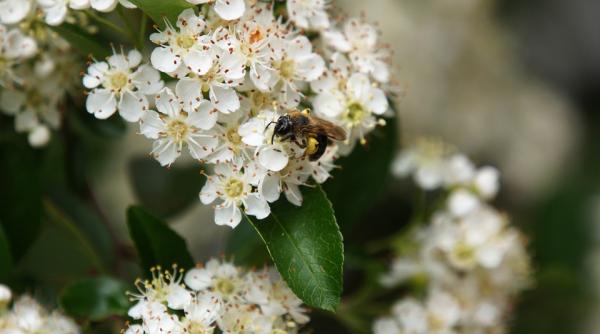 fructul care te protejeaza impotriva radiatiilor si nu are efectele adverse ale iodurii de potasiu