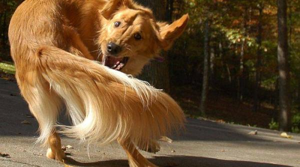 de ce cainii isi musca propria coada ce declanseaza acest comportament