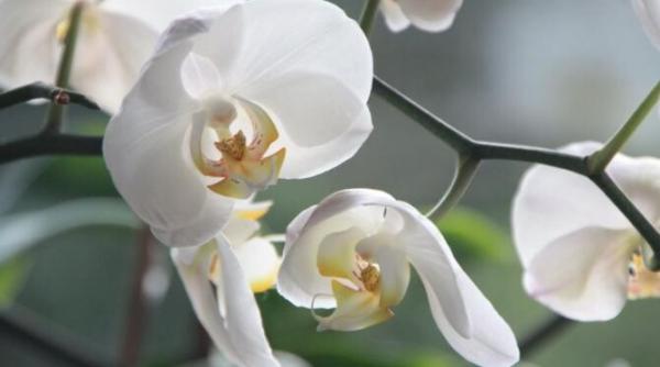 plantele care atrag dragostea succesul bunastarea in casa in sufragerie e bine sa tii o planta care atinge tavanul feriga rezista in baie