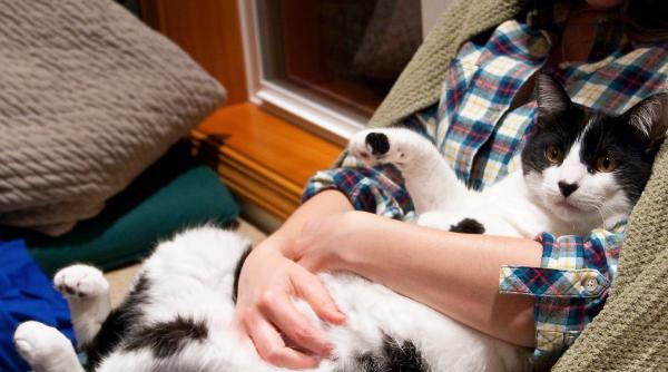 romania tara iubitorilor de animale aproape jumatate dintre gospodariile romanilor au un caine o pisica sau ambele suntem pe primul loc in europa