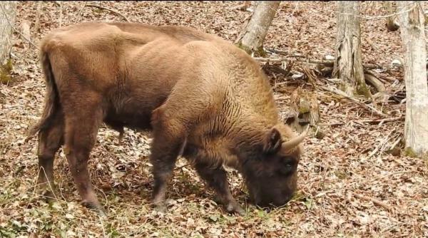 video imagini rare cu zimbrii din armenis romsilva bonus de ziua internationala a padurii un filmulet foarte frumos