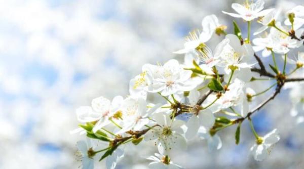 anm prognoza pe patru saptamani vremea va fi mai calda decat de obicei