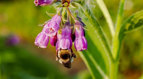 medicamentul dacilor care protejeaza stomacul si plamanii trateaza infectiile si rinichii il gasesti in natura
