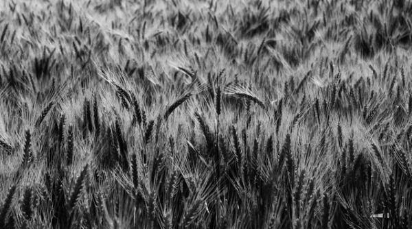 o catastrofa globala criza graului precedentele din 2008 si 2010 revolte alimentare preturi mai mari cu 50prc si rasturnarea guvernelor cei mai saraci vor fi loviti cel mai tare