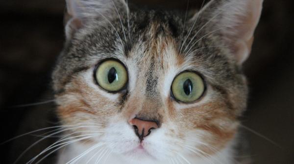 ti ai surprins pisica privind intr un punct fix ca hipnotizata vezi ce ar putea sa insemne