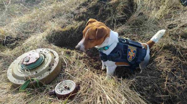 video faceti cunostinta cu patronul cainele care a indepartat aproape 90 de bombe in ucraina in timpul atacului rusesc