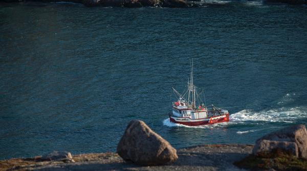 turcia braconeaza in apele romaniei carmen avram turistii cumpara calcan crezand ca e o delicatesa dar nu stiu ca e scos ilegal din marea neagra