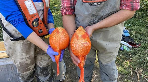 cream super invadatori pestii aurii giganti ameninta speciile native dintr o regiune a canadei