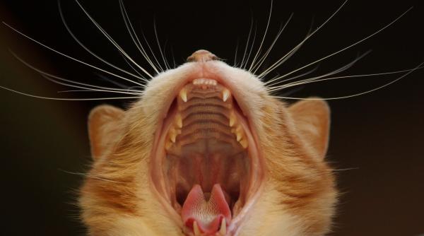 de ce dorm pisicile atat de mult