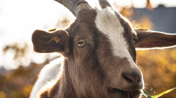 orasul in care autoritatile au angajat o turma de capre ca sa scape de iarba uscata din cauza careia izbucnesc incendii