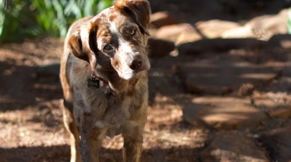de ce isi inclina cainii capul atunci cand vorbim cu ei