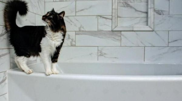 de ce pisica intra in baie des