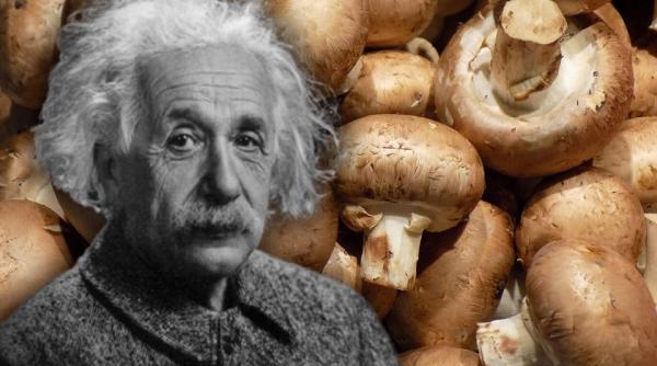 dieta lui albert einstein adora ciupercile le ar fi mancat si de trei ori pe zi