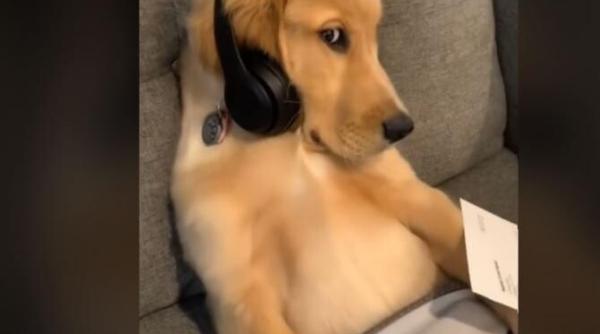 video cu reactia unui caine cand stapana sa ii arata factura de la veterinar