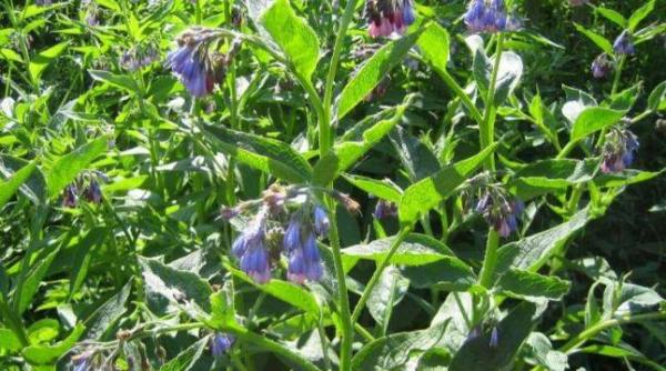 creste in romania si trateaza peste 100 de boli si afectiuni