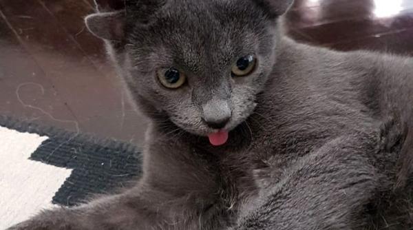 o pisica nascuta cu patru urechi influencer in online