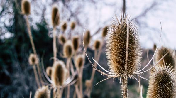 potentialul agricol al romaniei va fi istorie avram fitiu in 20 de ani ne vom trezi cu o zona arida ca in sudul spaniei si italiei