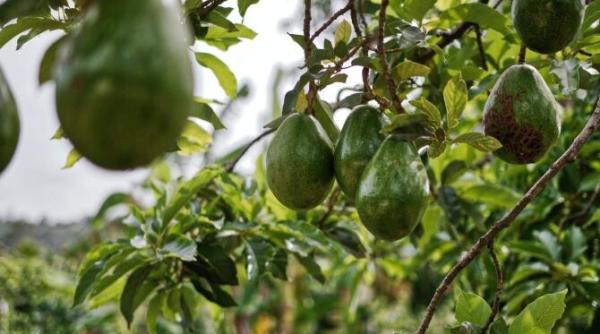 avocado unul dintre cele mai consumate fructe exotice in romania importurile au crescut enorm