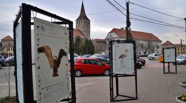 de ziua internationala a pasarilor expozitie la aiud