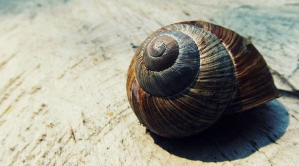 melcul de mare veninos ar putea fi cheia pentru analgezice mai eficiente cu risc mai mic de dependenta