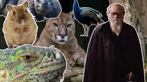 dieta lui charles darwin carne de iguana si testoase de galapagos era un carnivor inrait