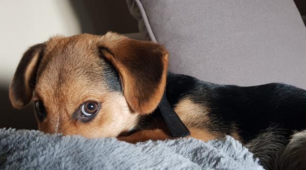 fata adorabila a catelului tau explicata de stiinta