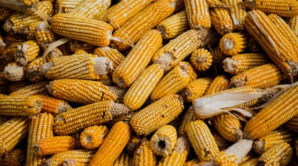 porumbul din ucraina inlocuit de nutret modificat genetic din sua si america latina directia fermierilor europeni