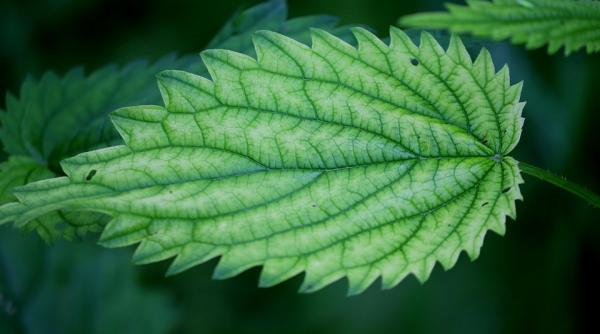 urzicile recomandate in cazul mai multor afectiuni care sunt beneficiile acestei plante