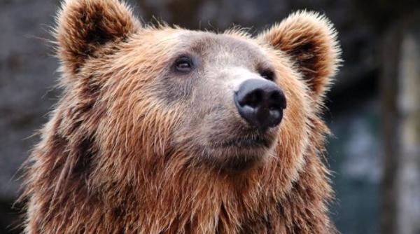 un urs a intrat intr o casa din judetul harghita vanatorii au tras cu arma ca sa il alunge