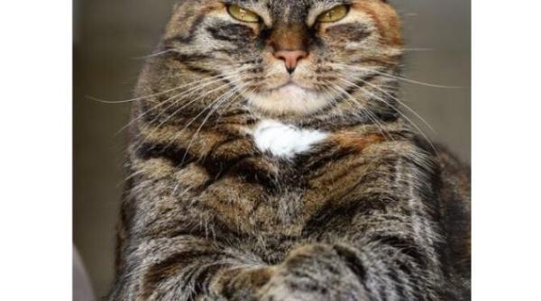 ce mare pacat ai in functie de zodie ascendent