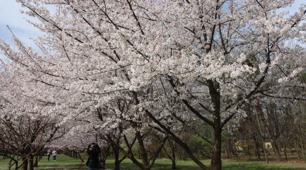 in gradina japoneza din parcul herastrau au inflorit ciresii
