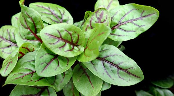 macrisul planta ideala pentru eliminarea toxinelor cum se consuma