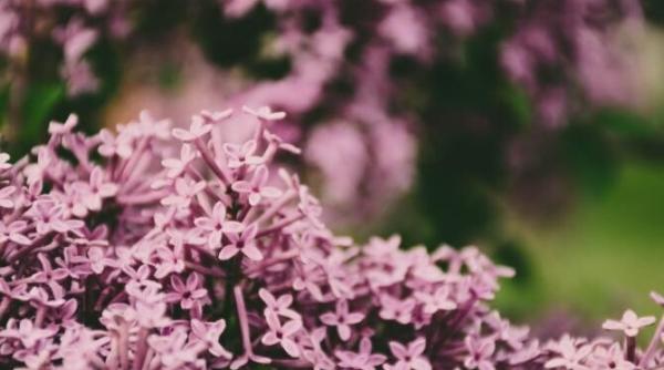 anm a reactualizat vremea de florii si pasti cum va fi in urmatoarele patru saptamani