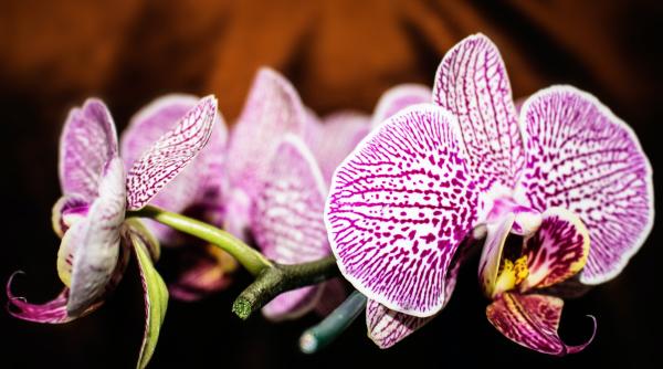 ce simbolizeaza orhideea si cui e bine sa i oferi o astfel de floare