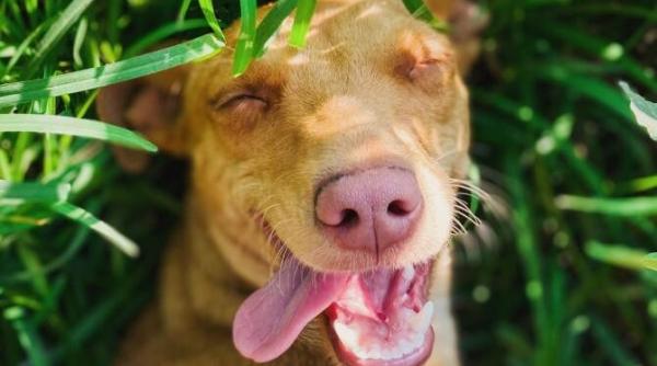 de ce cainele tau mananca iarba