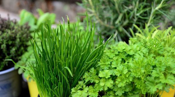 planta de primavara care trateaza afectiunile inimii protejeaza ficatul si elimina toxinele din rinichi